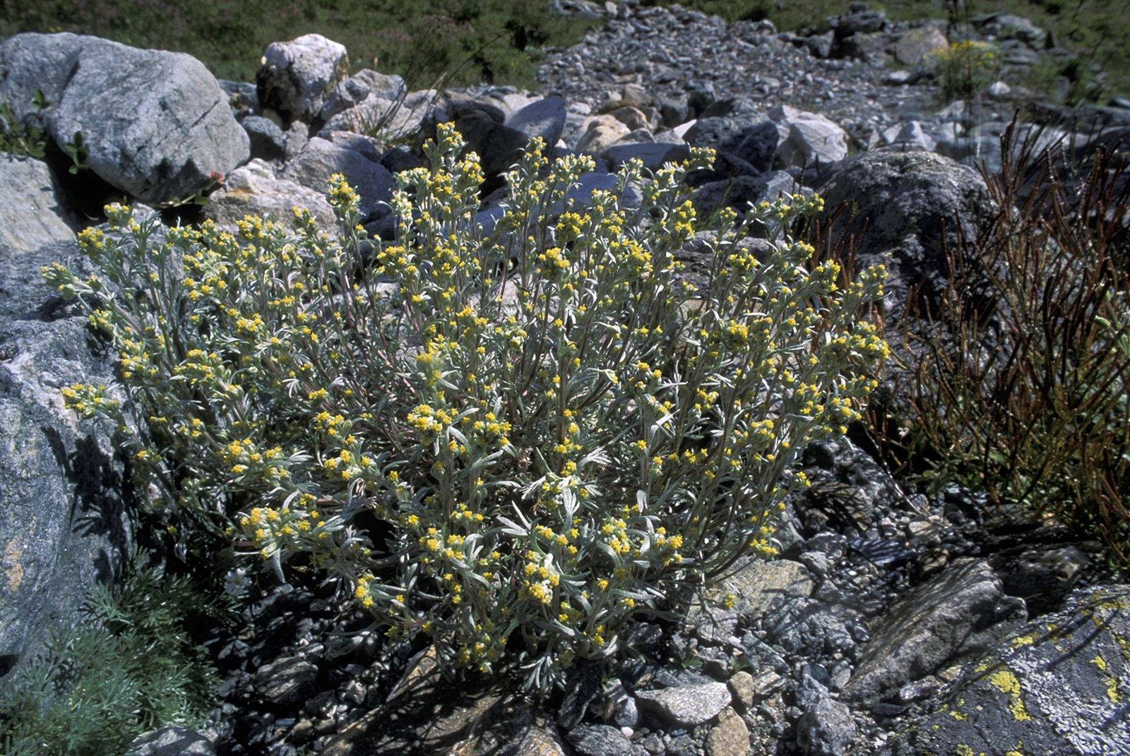 Photo Maurizio Broglio - Artemisia umbelliformis